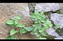 茯苓菜10.jpg