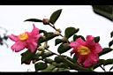 茶梅-花03.jpg