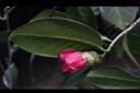 鳳凰山茶-花07.JPG