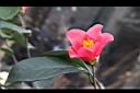 鳳凰山茶-花35.JPG