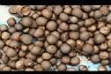 茶仔3.JPG