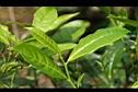 茶葉3.JPG