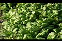 茼蒿31.jpg