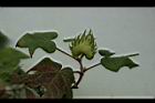 草棉-花萼01.jpg