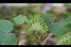 草棉-花萼04.jpg