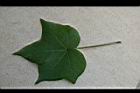 草棉-葉正02.jpg