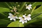 草海桐-花03.JPG