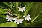 草海桐-花04.JPG