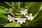 草海桐-花06.JPG