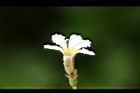 草海桐-花07.JPG
