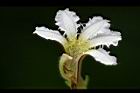 草海桐-花09.JPG