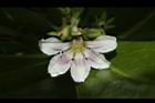 草海桐-花10.JPG
