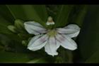 草海桐-花16.JPG