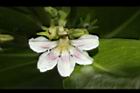 草海桐-花19.JPG