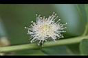 草莓番石榴-花00.jpg