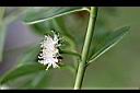 草莓番石榴-花02.jpg