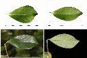 草莓番石榴-葉2.jpg