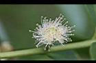 草莓番石榴-花01.jpg