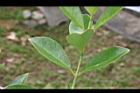 草莓番石榴-葉07.jpg