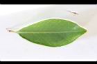 草莓番石榴-葉正12.JPG
