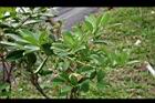 草莓番石榴08.jpg