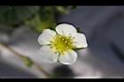 草莓-花19.jpg