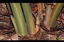 草豆蔻-假莖02.JPG