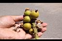 草豆蔻-實18.JPG