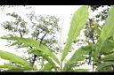草豆蔻-未開葉09.JPG
