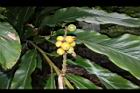 草豆蔻-實05.JPG