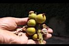草豆蔻-實16.JPG