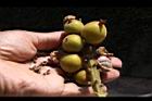 草豆蔻-實34.JPG
