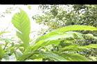 草豆蔻-未開葉00.JPG