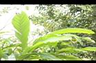 草豆蔻-未開葉01.JPG