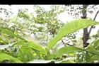 草豆蔻-未開葉03.JPG