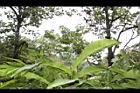 草豆蔻-未開葉04.JPG