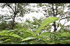 草豆蔻-未開葉05.JPG