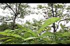 草豆蔻-未開葉06.JPG