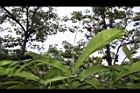 草豆蔻-未開葉07.JPG