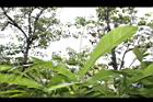 草豆蔻-未開葉08.JPG