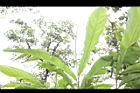 草豆蔻-未開葉10.JPG