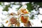 草豆蔻-花04.JPG
