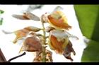 草豆蔻-花06.JPG