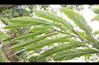 草豆蔻-葉面00.JPG