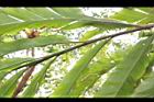草豆蔻-葉面03.JPG