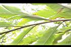草豆蔻-葉面05.JPG