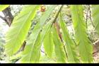 草豆蔻-葉面06.JPG