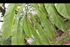 草豆蔻-葉面07.JPG