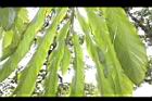 草豆蔻-葉面08.JPG