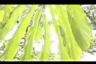 草豆蔻-葉面09.JPG